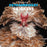 Extraordinary Chickens 2027 Wall Calendar