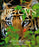 Big Cats
