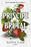 Príncipe Brutal / Brutal Prince