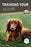 Training Your Dachshund: Step-by-Step Training with Positive Reinforcement