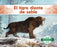 El Tigre Diente de Sable (Saber-Toothed Tiger)