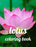 Lotus coloring book: A Coloring Book of 35 Unique Stress Relief lotus Coloring Book Designs Paperback